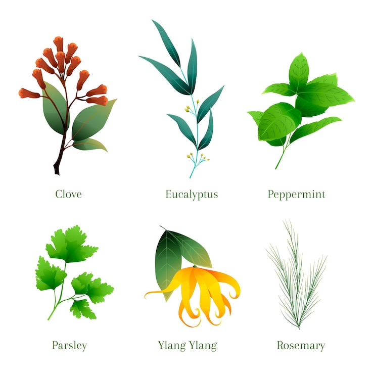 Vector Gratis koleksi herbal minyak esensial detail