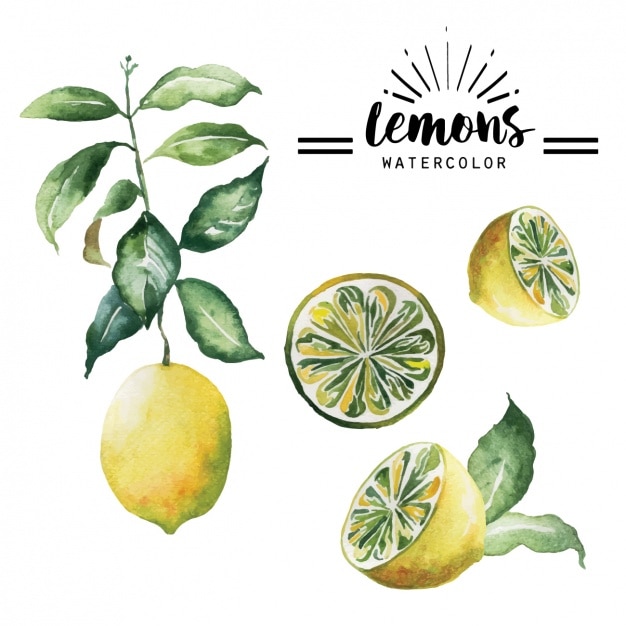 Vector Gratis koleksi lemon cat air