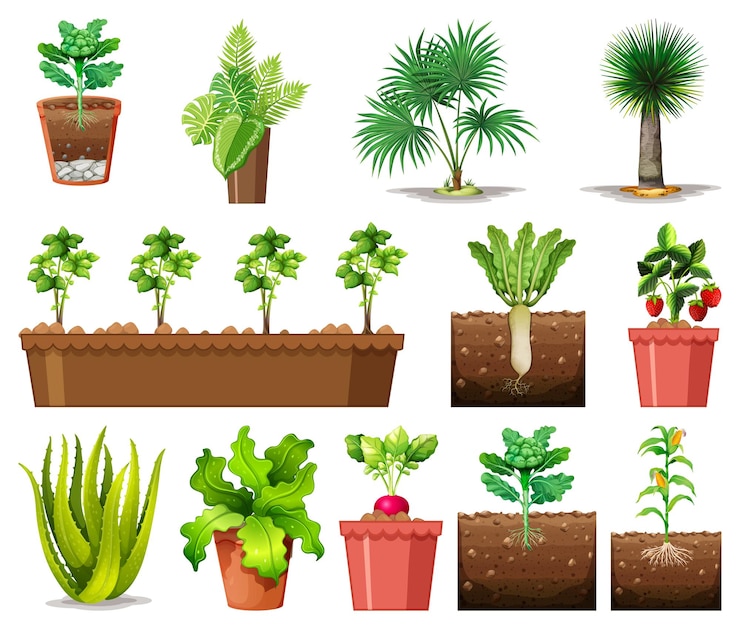 Vector Gratis kumpulan tanaman berbeda di dalam pot yang diisolasi dengan latar belakang putih