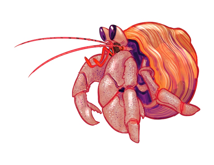 Vector Gratis little cute hermit crab illustration