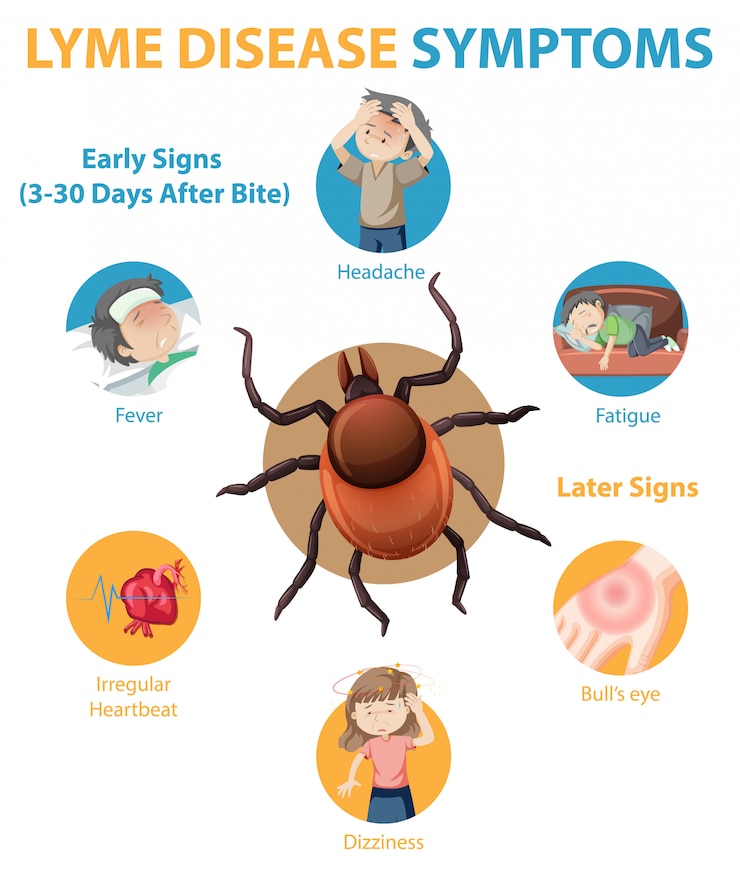 Vector Gratis lyme disease symptoms information infographic