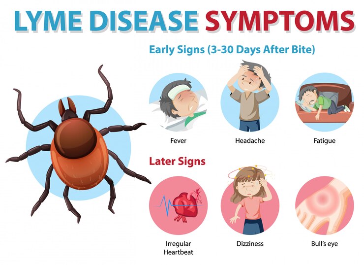 Vector Gratis lyme disease symptoms information infographic