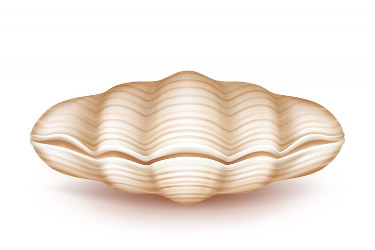 Vector Gratis mollusk closed seashell 3d realistic icon