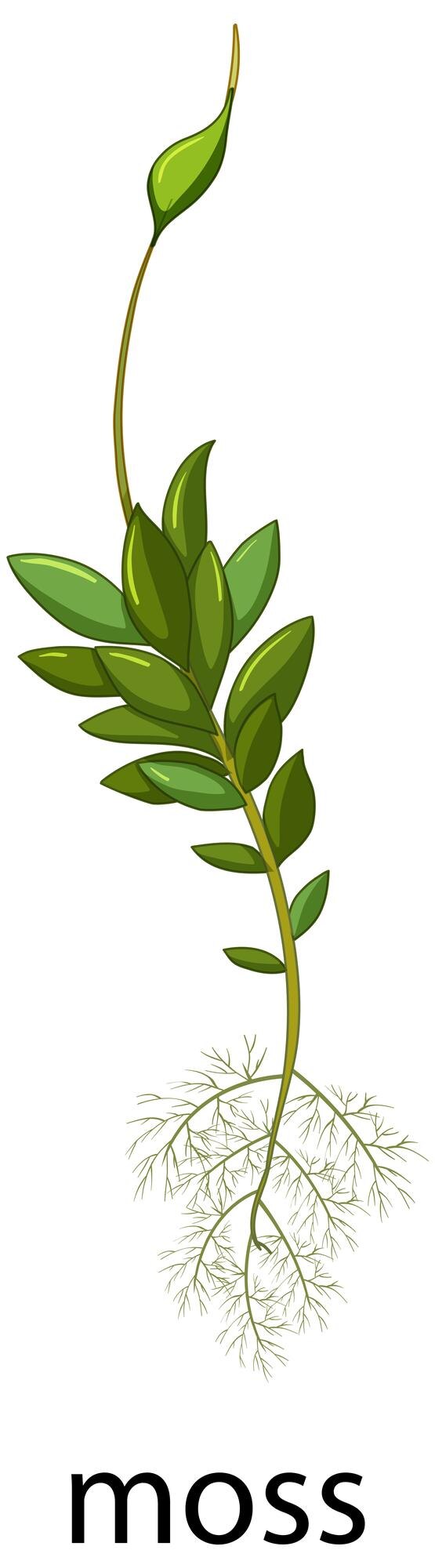 Vector Gratis moss in cartoon style isolated on white background