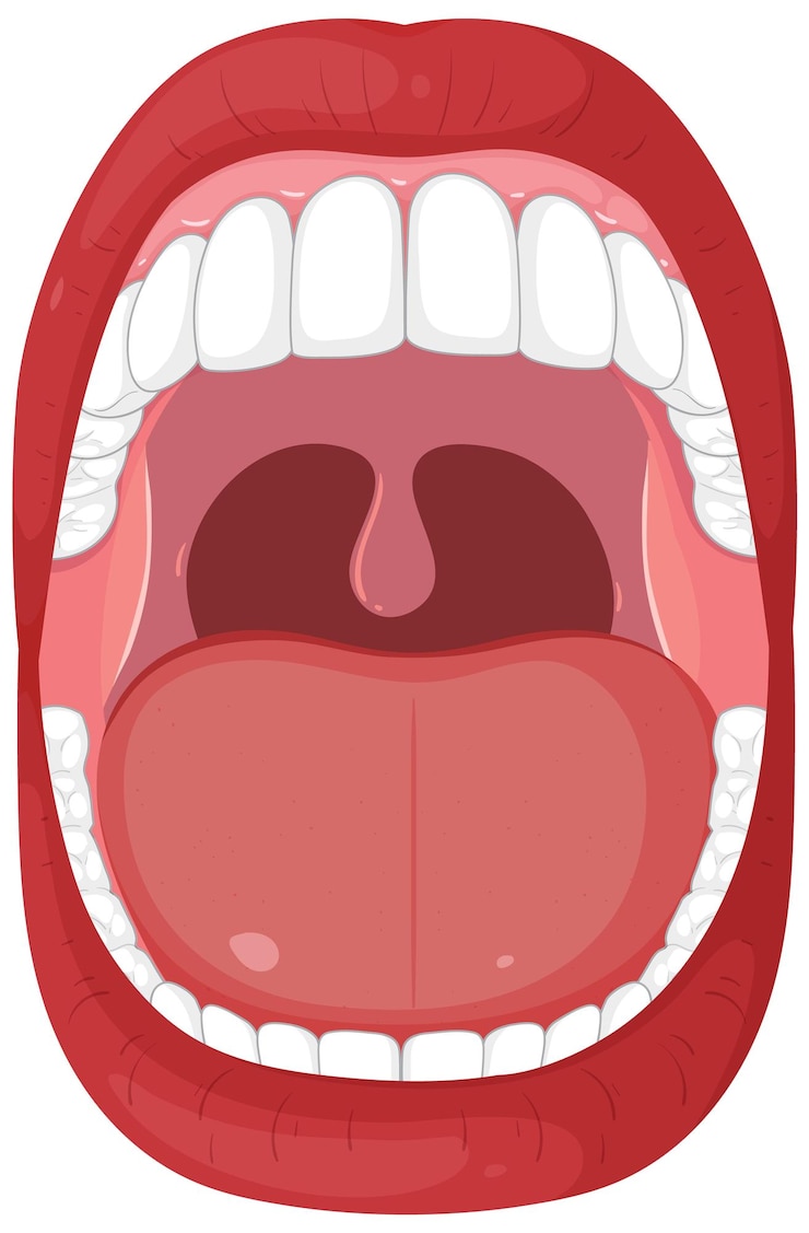 Vector Gratis open mouth anatomy illustration