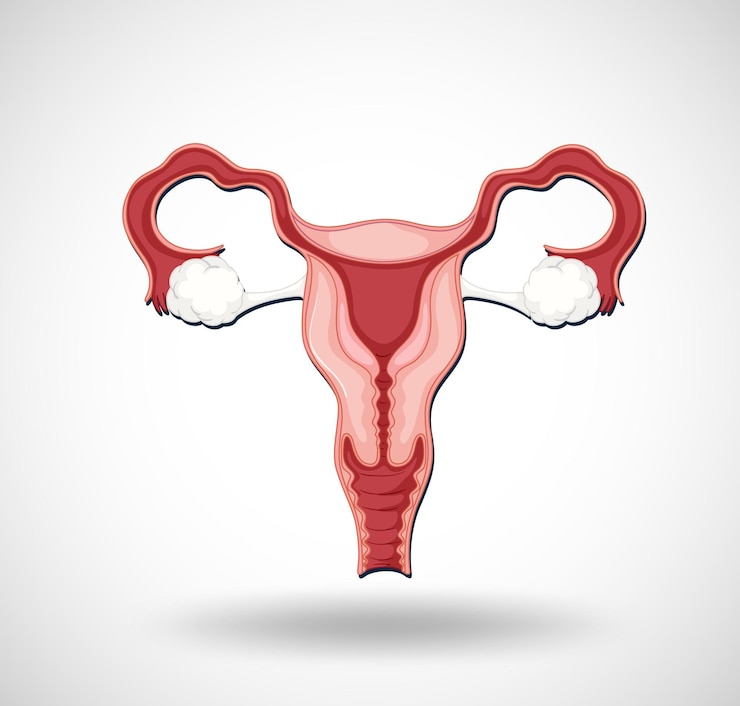 Vector Gratis organ internal manusia dengan rahim