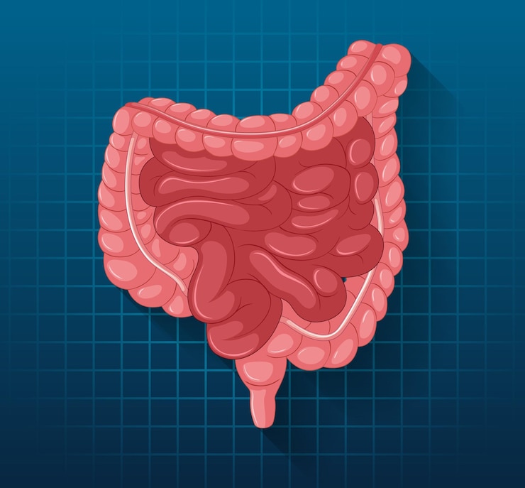 Vector Gratis organ internal manusia dengan usus