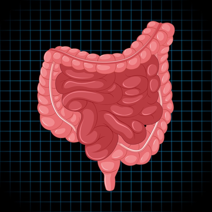 Vector Gratis organ internal manusia dengan usus