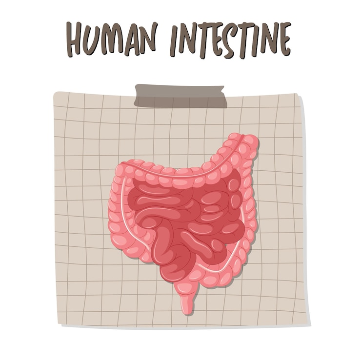 Vector Gratis organ internal manusia dengan usus