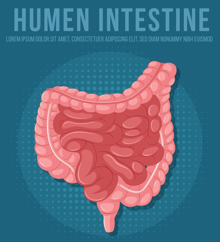 Vector Gratis organ internal manusia dengan usus