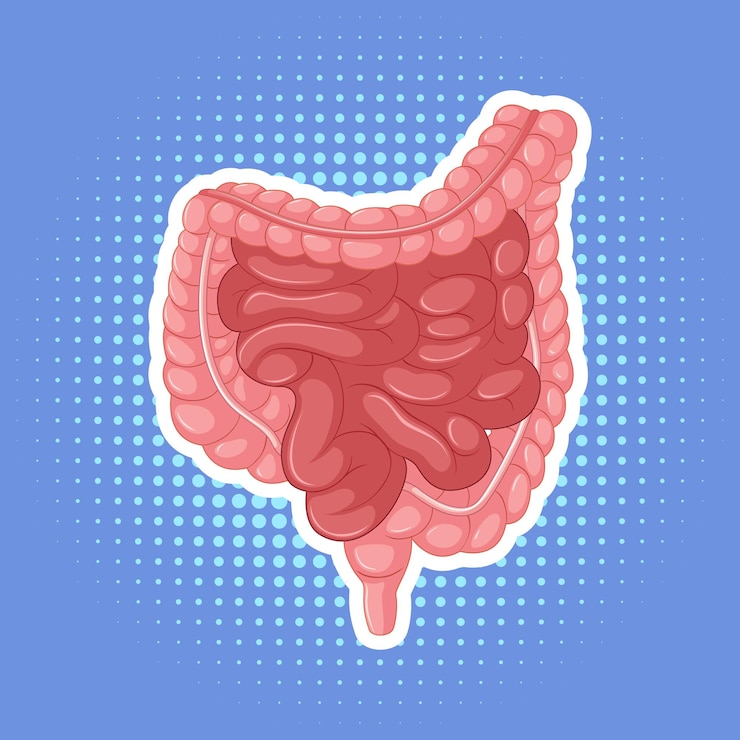 Vector Gratis organ internal manusia dengan usus