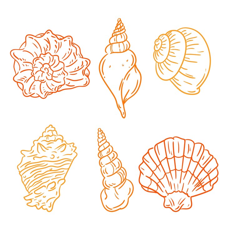 Vector Gratis outline seashell illustration set