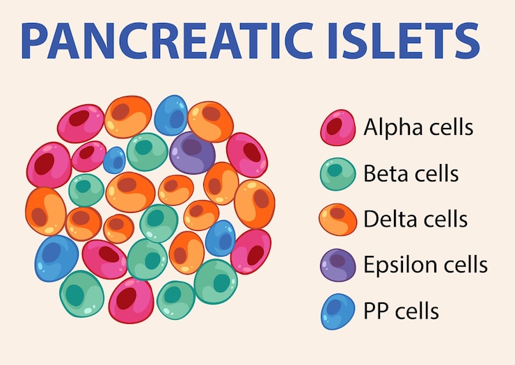 Vector Gratis pancreatic islets cell types