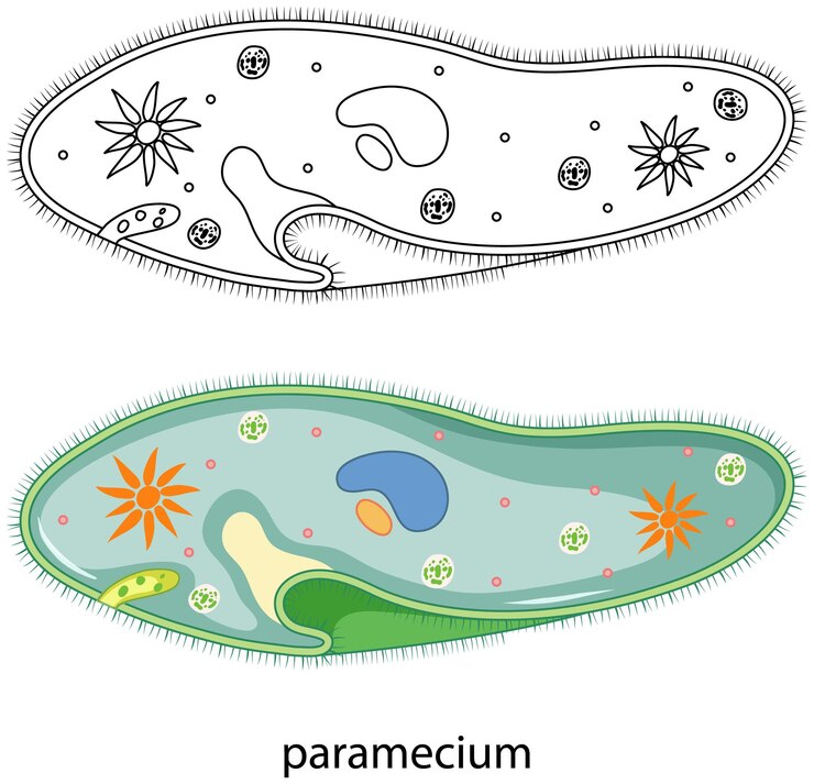 Vector Gratis paramecium in colour and doodle on white background