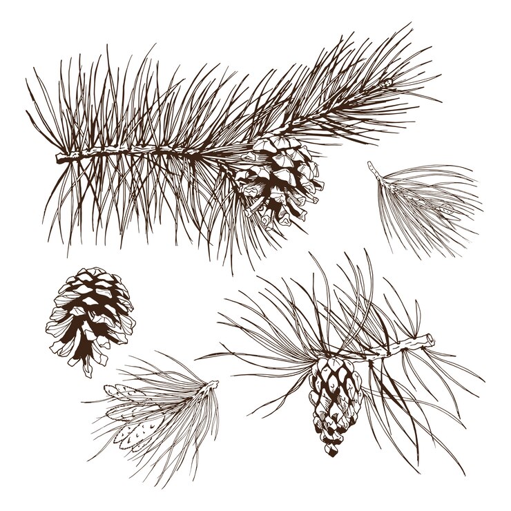 Vector Gratis pine branches design element