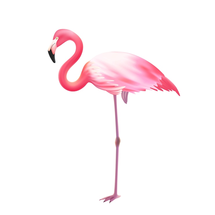Vector Gratis pink flamingo one leg realistic