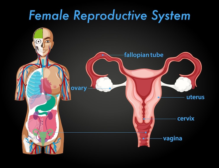Vector Gratis poster informasi sistem reproduksi wanita
