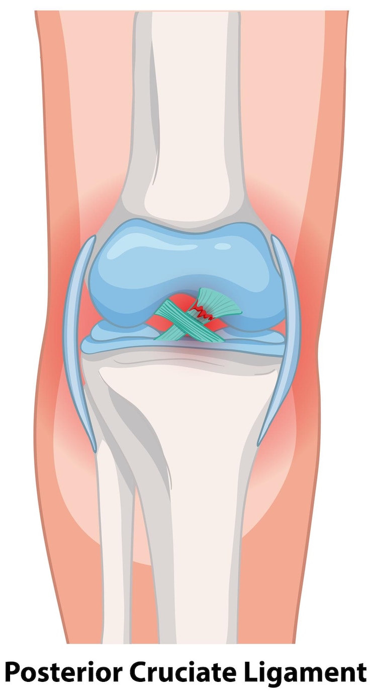 Vector Gratis posterior cruciate ligament anatomy