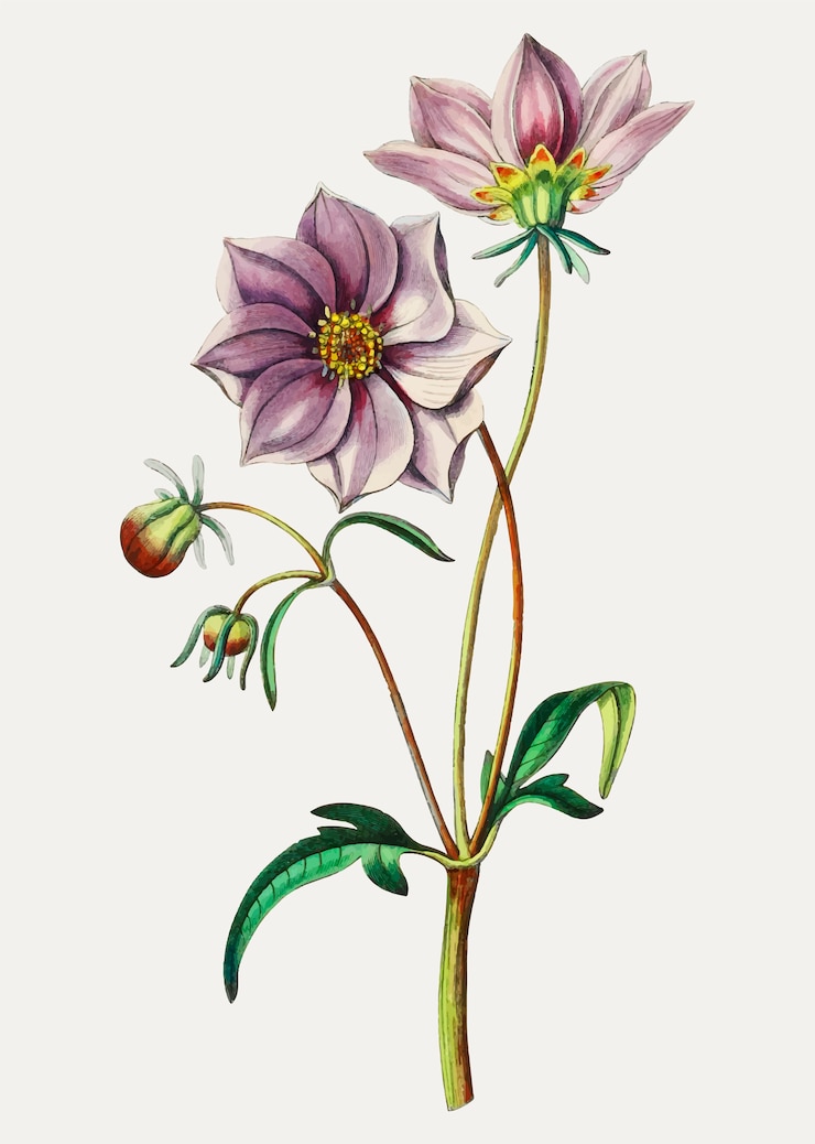 Vector Gratis purple dahlia