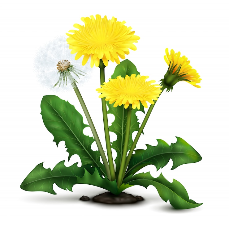 Vector Gratis realistic dandelion illustration