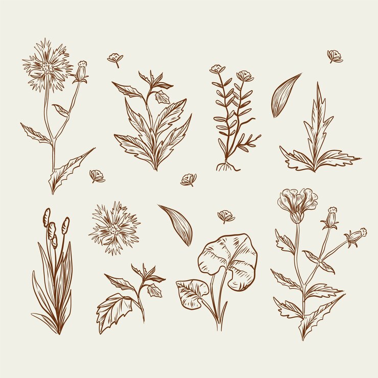 Vector Gratis realistic drawing with wild flowers and herbs
