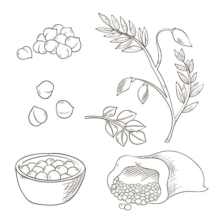 Vector Gratis realistic hand drawn chickpea beans and plant collection