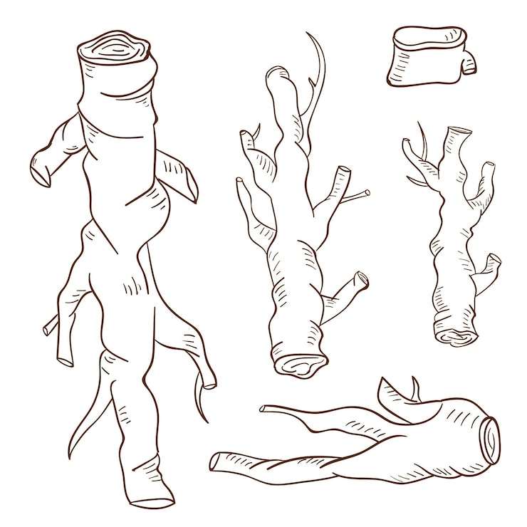 Vector Gratis realistic hand drawn ginseng plant collection