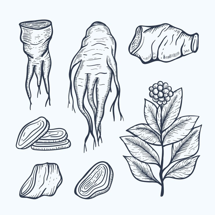 Vector Gratis realistic hand drawn ginseng plant collection