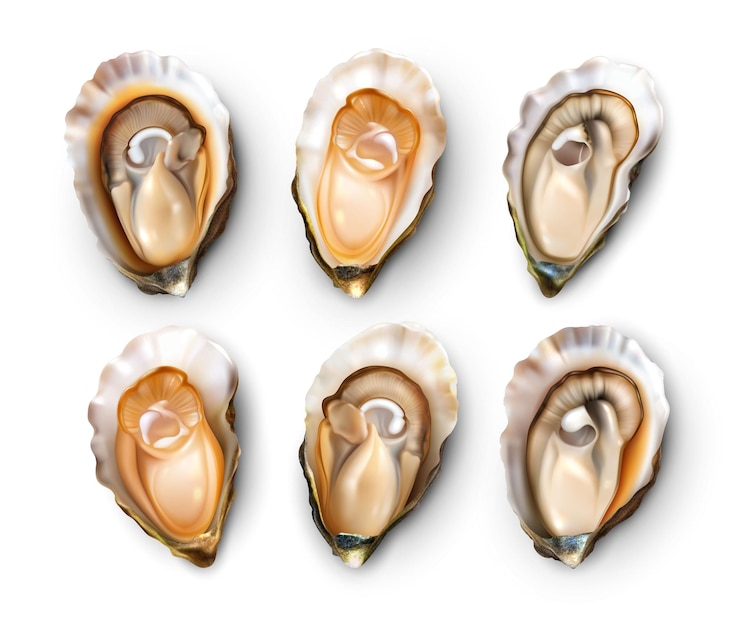 Vector Gratis realistic set of fresh opened oysters isolated on white background vector illustration