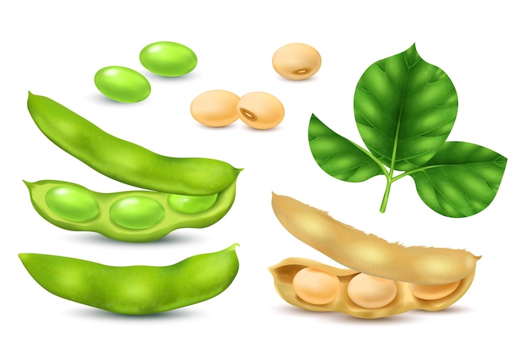 Vector Gratis realistic soybean realistic icons set with soy beans and leaves isolated vector illustration