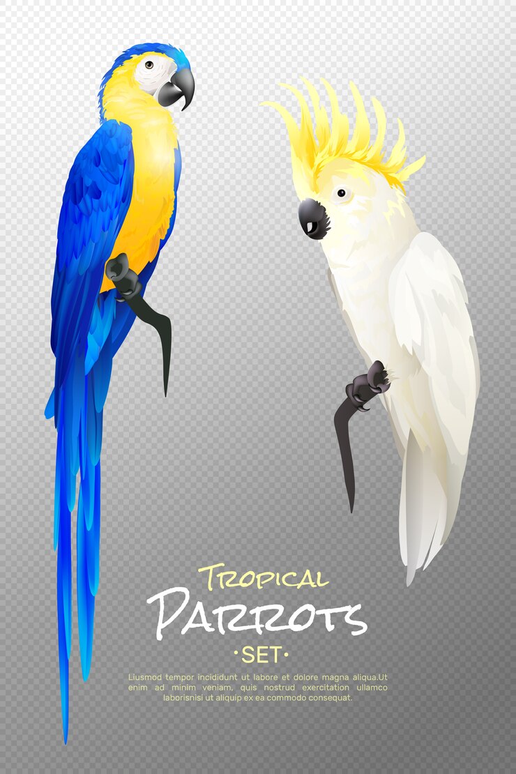 Vector Gratis realistic tropical parrots set