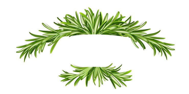 Vector Gratis rosemary banner frame with green leaves border
