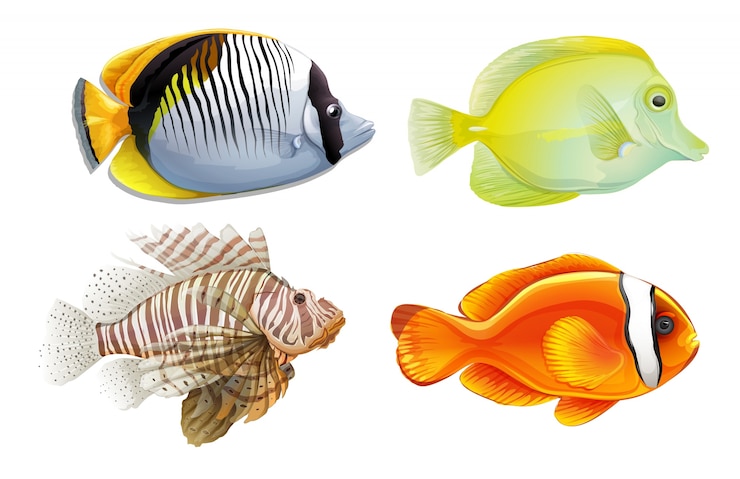 Vector Gratis satu set 4 ikan tropis
