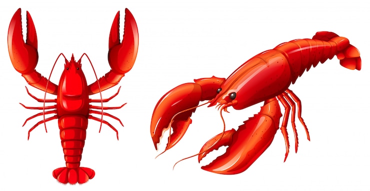 Vector Gratis satu set lobster merah