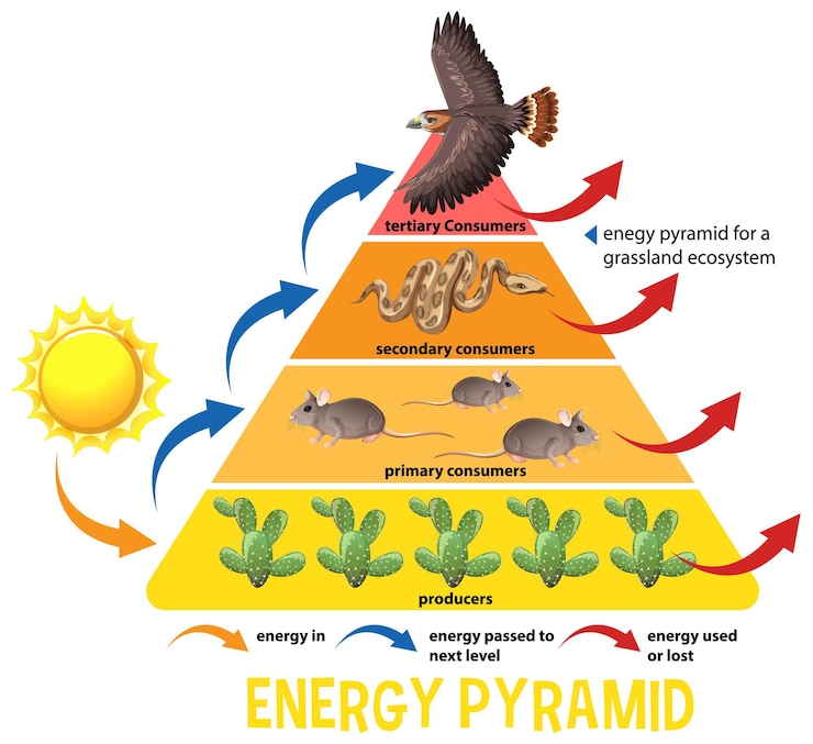 Vector Gratis science simplified ecological pyramid