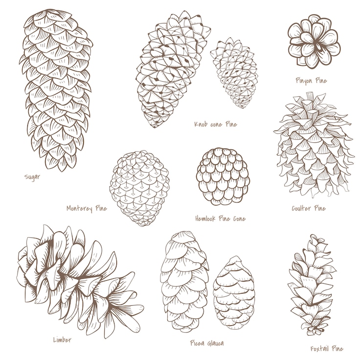 Vector Gratis set botani