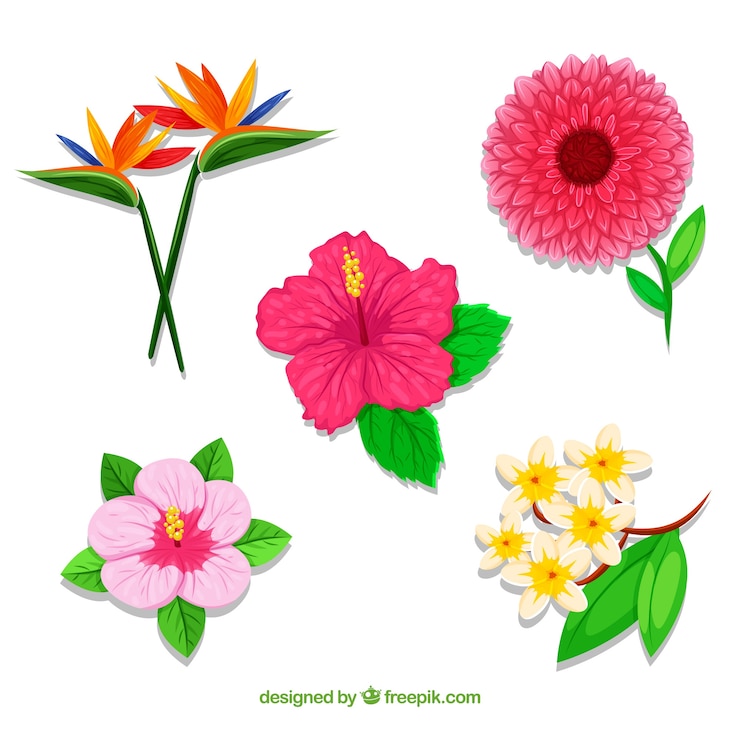 Vector Gratis set bunga tropis yang indah
