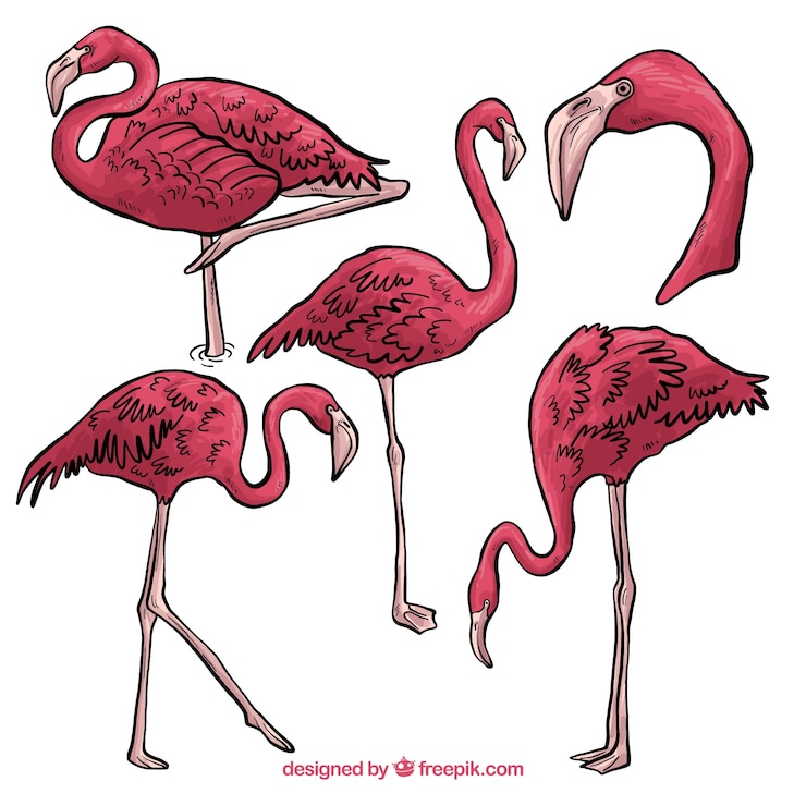 Vector Gratis set flamingo merah muda dengan berbagai macam gaya