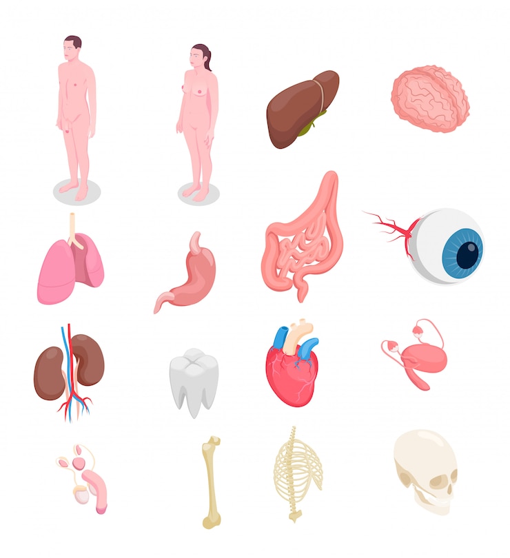 Vector Gratis set ikon isometrik organ tubuh manusia dengan tubuh pria dan wanita, hati, mata, tulang, ginjal, jantung yang diisolasi dengan latar belakang putih 3d