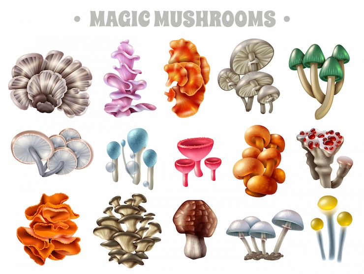Vector Gratis set jamur ajaib