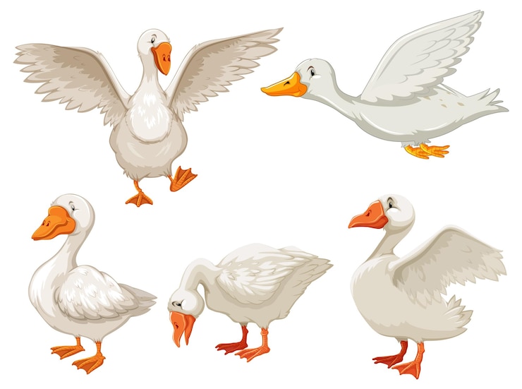 Vector Gratis set of different ducks in cartoon style