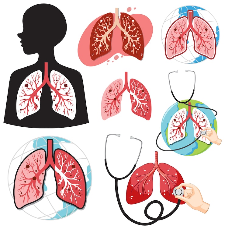 Vector Gratis set of human lungs isolated