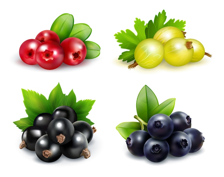 Vector Gratis set of isolated berry clusters in realistic style 