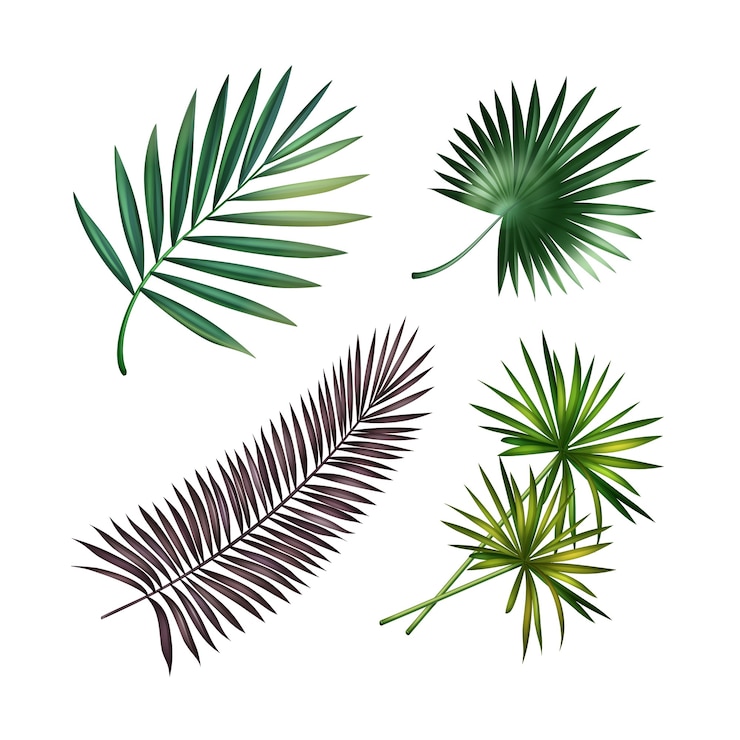 Vector Gratis set vektor daun palem tropis hijau dan ungu yang diisolasi dengan latar belakang putih