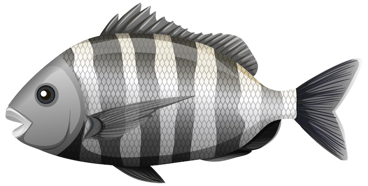 Vector Gratis sheepshead fish in cartoon style on white background