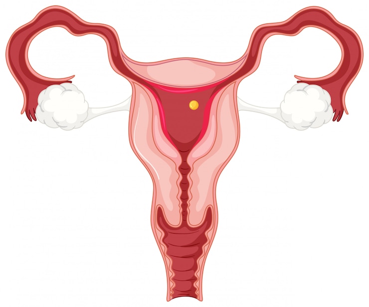 Vector Gratis siklus menstruasi untuk wanita