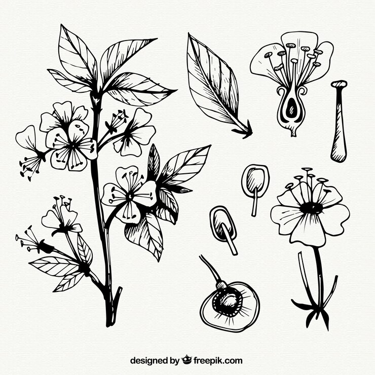 Vector Gratis sketsa bunga dan daun
