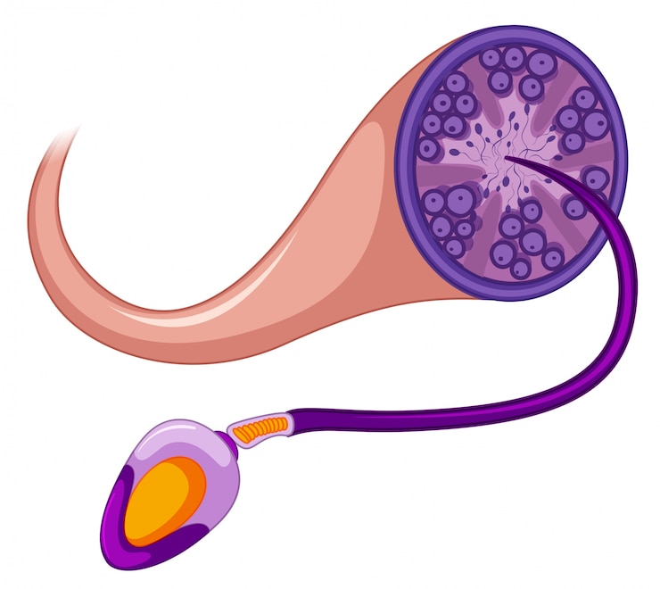 Vector Gratis sperm on white background