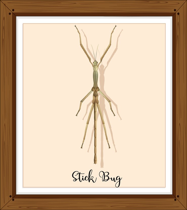 Vector Gratis stick bug on wooden frame