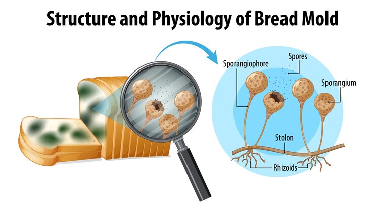 Vector Gratis struktur dan fisiologi jamur roti